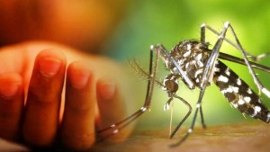 ডেঙ্গুতে আজও ৩ জনের মৃত্যু