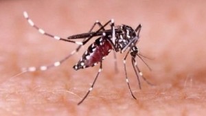 ডেঙ্গুতে প্রাণ গেল আরও ৪ জনের, হাসপাতালে ভর্তি ৭৫৮