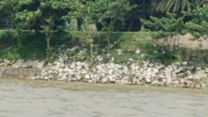 পদ্মা তীর রক্ষা বাঁধে ধস, ভাঙন আতঙ্কে নাটোরের লালপুর