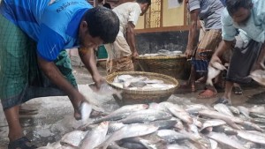 চাঁদপুর বাজারে ছোট ইলিশের দাপট, দাম শুনে চোখ ছানাবড়া