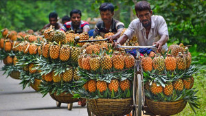 মধুপুরের আনারস: স্থানীয় শিকড়, বৈশ্বিক ডানা ‎