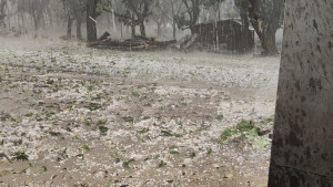 চাঁপাইনবাবগঞ্জে শিলাবৃষ্টিতে ৭ হাজার হেক্টর জমির ফসলের ক্ষতি