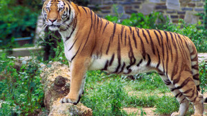 থাইল্যান্ডের পার্কে প্রাণঘাতী ভাইরাস,নিহত ৭২ বাঘ