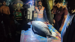 পদ্মায় পাওয়া ৪০ কেজির কাতলা বিক্রি হলো ৪৬ হাজার টাকায়