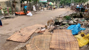 কোরবানির বর্জ্য: জনস্বাস্থ্য ও পরিবেশের ঝুঁকি