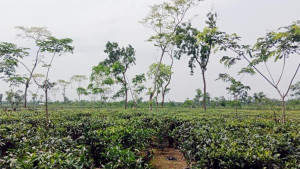 প্রধানমন্ত্রীর সফর উপলক্ষ্যে বন্ধ থাকবে মৌলভীবাজারের ৯২ চা বাগান