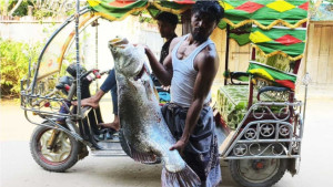 টেকনাফে জেলের জালে ধরা পড়ল ১৬ কেজির কোরাল