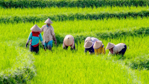 কৃষি বীমা কি আসলেই কৃষককে রক্ষা করে?