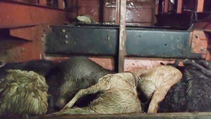 বাসের বাক্সে দমবন্ধ হয়ে ৫৫ ছাগলের মৃত্যু