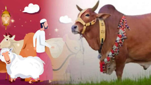 কোরবানি দিতে না পারলে কী করবেন