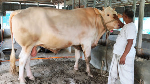 পাবনার সাদা সুলতান ৪০ মণ ওজন নিয়ে হাট কাঁপাচ্ছে