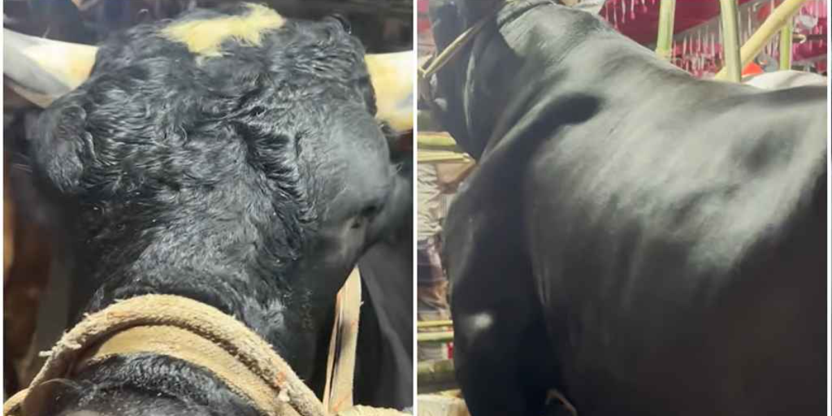 এবার ঈদ বাজারে এলো 'নাসীরুদ্দিন পাটোয়ারী'